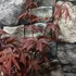 Kép 4/6 - Acer palmatum 'Red Emperor'