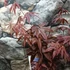 Kép 5/6 - Acer palmatum 'Red Emperor'