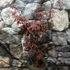 Kép 2/6 - Acer palmatum 'Red Emperor'