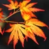 Kép 5/7 - Acer palmatum 'Orange dream'