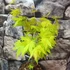 Kép 6/7 - Acer palmatum 'Orange dream'