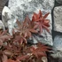 Kép 3/7 - Acer palmatum 'Pixie'