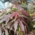 Kép 4/7 - Acer palmatum 'Pixie'