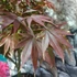 Kép 5/7 - Acer palmatum 'Pixie'