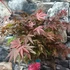 Kép 6/7 - Acer palmatum 'Pixie'
