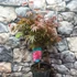 Kép 2/7 - Acer palmatum 'Pixie'