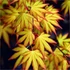 Kép 1/6 - Acer palmatum 'Katsura'