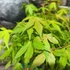 Kép 3/6 - Acer palmatum 'Katsura'