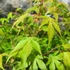 Kép 4/6 - Acer palmatum 'Katsura'