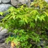 Kép 5/6 - Acer palmatum 'Katsura'