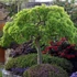 Kép 1/5 - Acer palmatum 'Dissectum'