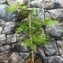 Kép 3/5 - Acer palmatum 'Dissectum'