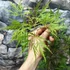 Kép 4/5 - Acer palmatum 'Dissectum'
