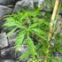 Kép 5/5 - Acer palmatum 'Dissectum'