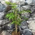 Kép 2/5 - Acer palmatum 'Dissectum'