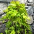 Kép 3/7 - Acer palmatum 'Cascade Gold'