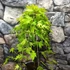 Kép 4/7 - Acer palmatum 'Cascade Gold'