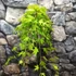 Kép 5/7 - Acer palmatum 'Cascade Gold'
