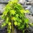 Kép 6/7 - Acer palmatum 'Cascade Gold'
