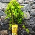 Kép 2/7 - Acer palmatum 'Cascade Gold'