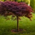 Kép 1/7 - Acer palmatum 'Inaba-shidare'