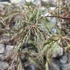 Kép 4/7 - Acer palmatum 'Inaba-shidare'