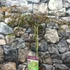 Kép 2/7 - Acer palmatum 'Inaba-shidare'
