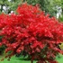 Kép 1/6 - Acer palmatum 'Fireglow'