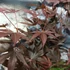 Kép 3/6 - Acer palmatum 'Fireglow'