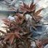 Kép 4/6 - Acer palmatum 'Fireglow'