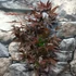 Kép 5/6 - Acer palmatum 'Fireglow'