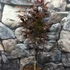 Kép 2/6 - Acer palmatum 'Fireglow'
