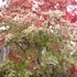 Kép 1/7 - Acer palmatum 'Oridono Nishiki'