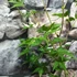 Kép 6/7 - Acer palmatum 'Oridono Nishiki'