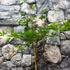 Kép 3/7 - Acer palmatum 'Oridono Nishiki'