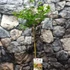 Kép 2/7 - Acer palmatum 'Oridono Nishiki'