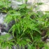 Kép 4/6 - Acer palmatum 'Seiryu'