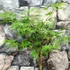 Kép 5/6 - Acer palmatum 'Seiryu'