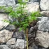 Kép 2/6 - Acer palmatum 'Seiryu'