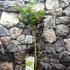 Kép 3/6 - Acer palmatum 'Seiryu'