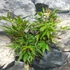 Kép 4/6 - Acer palmatum 'Jerre Schwartz'