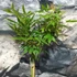 Kép 5/6 - Acer palmatum 'Jerre Schwartz'