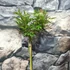 Kép 2/6 - Acer palmatum 'Jerre Schwartz'