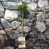 Kép 3/6 - Acer palmatum 'Jerre Schwartz'