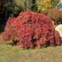 Kép 1/6 - Acer palmatum 'Jerre Schwartz'