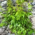 Kép 2/8 - Acer palmatum 'Wilson's Pink Dwarf' 