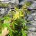 Kép 5/8 - Acer palmatum 'Wilson's Pink Dwarf' 