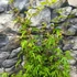 Kép 6/8 - Acer palmatum 'Wilson's Pink Dwarf' 