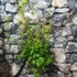 Kép 3/8 - Acer palmatum 'Wilson's Pink Dwarf' 