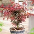 Kép 1/8 - Acer palmatum 'Starfish'